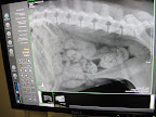 Look!  There I am.  You can see my spine and my intestines.