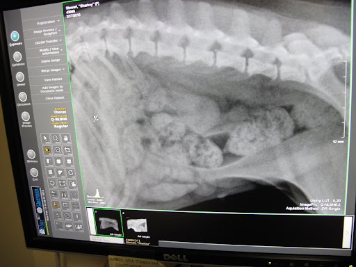 Look!  There I am.  You can see my spine and my intestines.