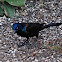 Common Grackle