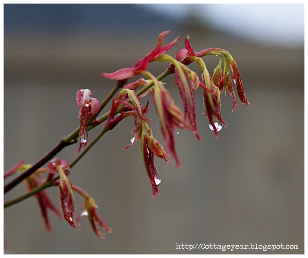 Maple leaves rain