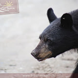 Segundo urso negro do dia!!! - Jasper - Alberta, Canadá