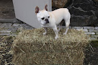 I love a good hay bale, don't you Franny?  Not only do the shape make them easy to store and transport, but it makes for a great pedestal for me as well!