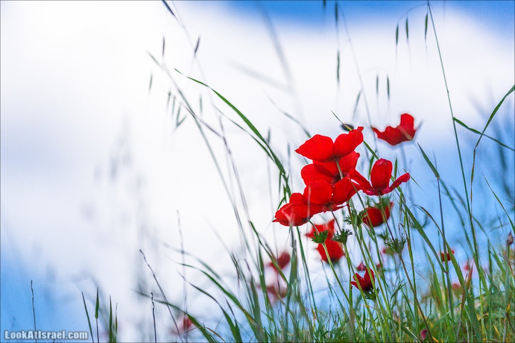 () - LookAtIsrael.com - | Red South festival of anemones in Negev | דרום אדום - קלניות בבארי () - LookAtIsrael.com - | Red South festival of anemones in Negev | דרום אדום - קלניות בבארי