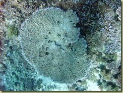 Above a table coral