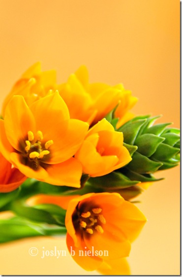 orangeflowerweb