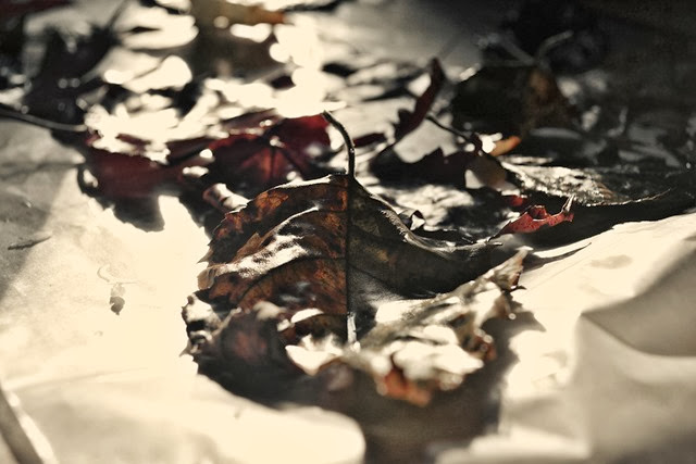 fall leaves colorized effect-1 fall leaves colorized effect-1