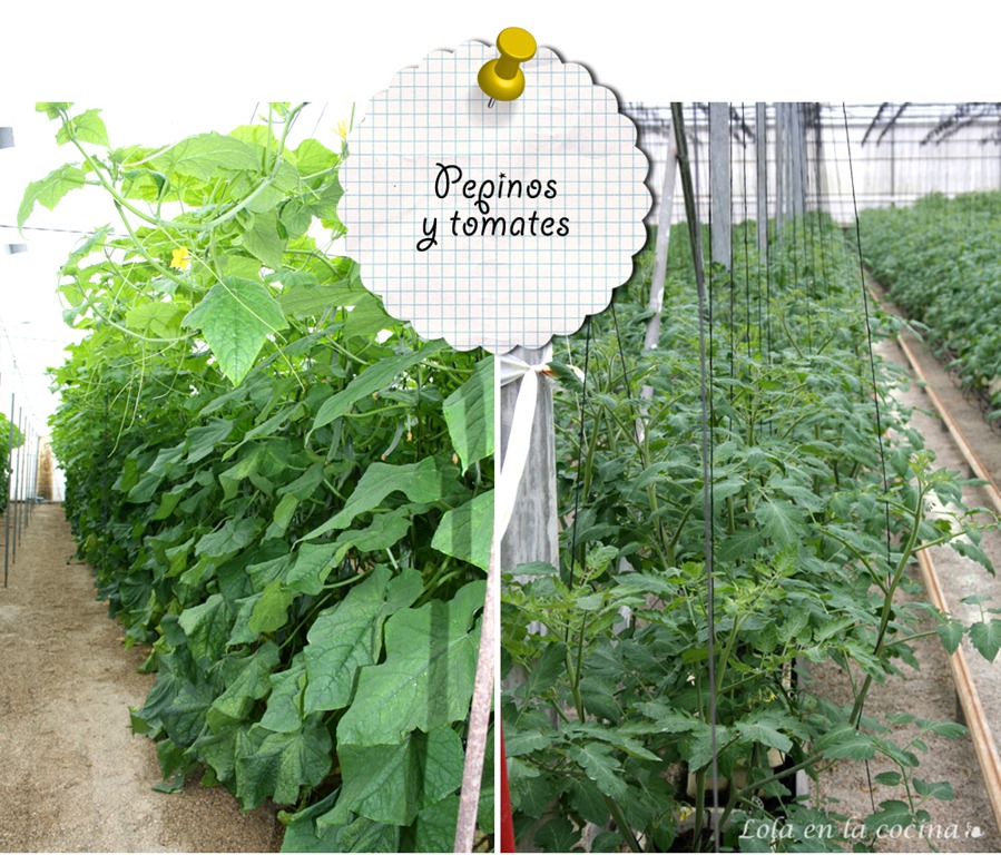 [Pepinos-y-tomates%255B5%255D.jpg]