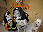 What I find particularly impressive is Faye's ability to get her 4-leggers to sit like this for a photo!