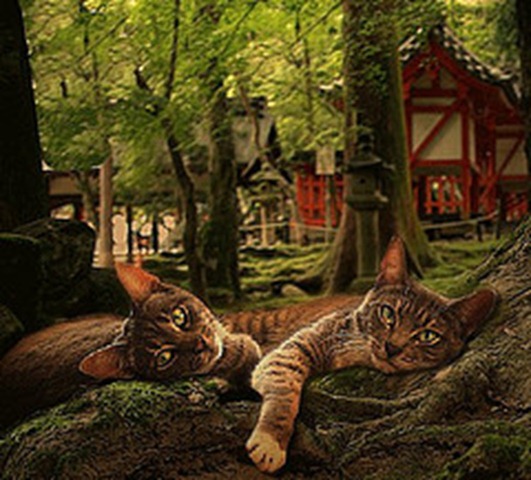 gatos