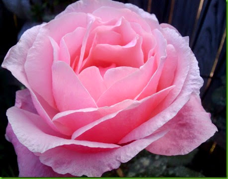 Rosa QUEEN ELIZABETH Rosa QUEEN ELIZABETH