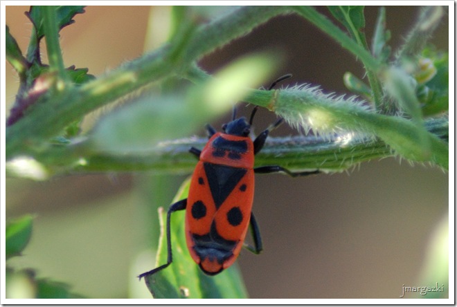 DSC_05130001 DSC_05130001