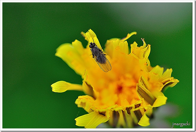 DSC_9028 DSC_9028