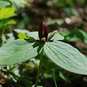 Toadshade Trillium