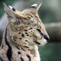 Serval