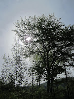 IMG_3380.JPG