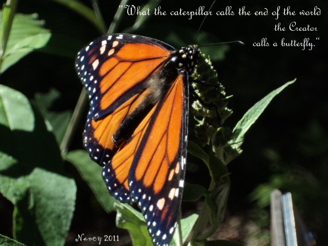 [Butterfly%2520Quote%255B9%255D.jpg]