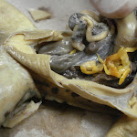 dissect12.jpg