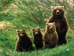 lovely-bear-baby-wallpaper_98951-480x360