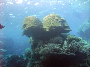 Coral Block