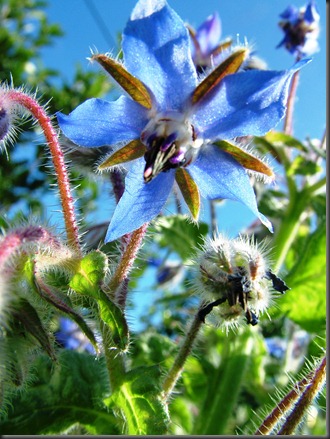 borage