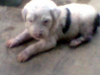 Cachorros Adorables  Antiguo Pastor Ingles