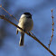 Black-capped Chickadee