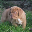 puppies gallery godsendxraven 53dias.jpg 002.jpg