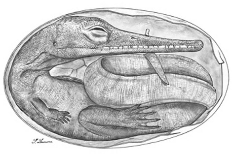 [embriones%2520reptiles%255B5%255D.jpg]