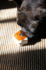 Oh my, this looks like Paw Paw.  I remember his majesty.