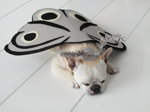 Sharkey!!!!!!