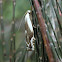Concealer moth
