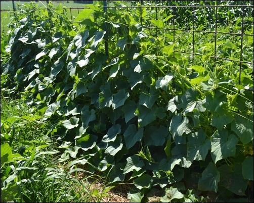 cucumber fence cucumber fence