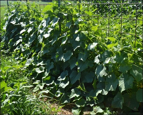 cucumber fence