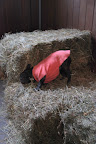 Wow, my back kinda itches, but this scratchy hay isn't providing very much relief.