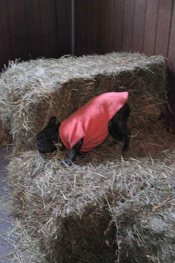 Wow, my back kinda itches, but this scratchy hay isn't providing very much relief.