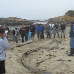 Gray Whale Unearthed