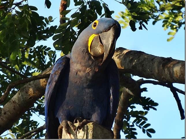 Pantanal_DSC08570