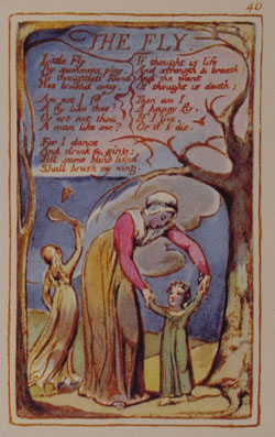 The Fly By William Blake, William Blake