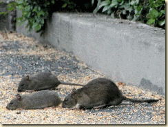 sewer rats