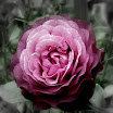purplerose-fbw.jpg