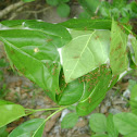 Leaf cutter ant
