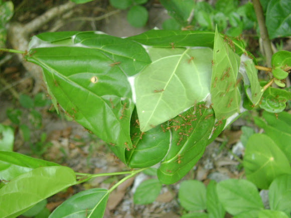 Spotting Image 1