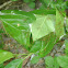 Leaf cutter ant