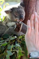 Koala high five