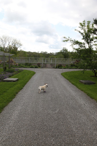 Come on, Francesca!  Let's see if there's anything to harvest in the vegetable garden!