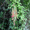 Bamboo_Vine_2.jpg
