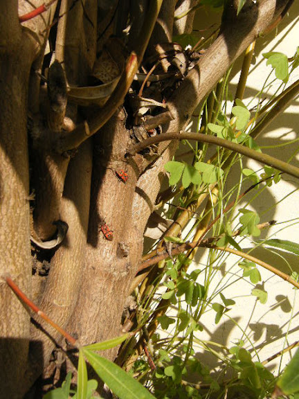 2012_02050003.jpg