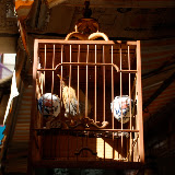 Shanghai - Pets market - Cage à oiseau au soleil