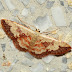 Geo%252520idaea%252520vacillata