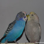 Dec 5-11 Rivera & Mya  So in love!.JPG